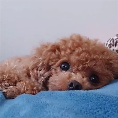 1611886662430322.jpg 1.jpg