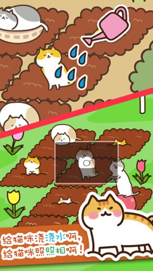 猫咪田园2.jpg